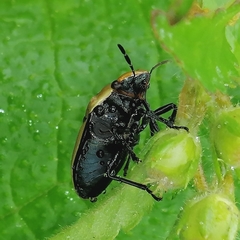 Agonosoma flavolineatum