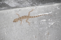 Tenuidactylus