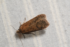 Dichomeris ventrellus