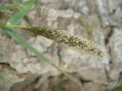 Sporobolus alopecuroides