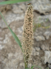 Sporobolus alopecuroides