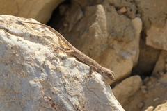 Tenuidactylus