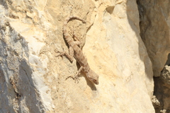 Tenuidactylus