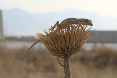 Tenuidactylus turcmenicus