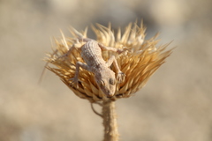 Tenuidactylus turcmenicus