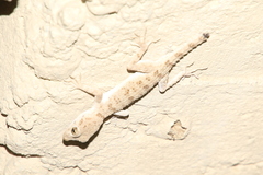 Tenuidactylus