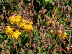Hermannia prismatocarpa