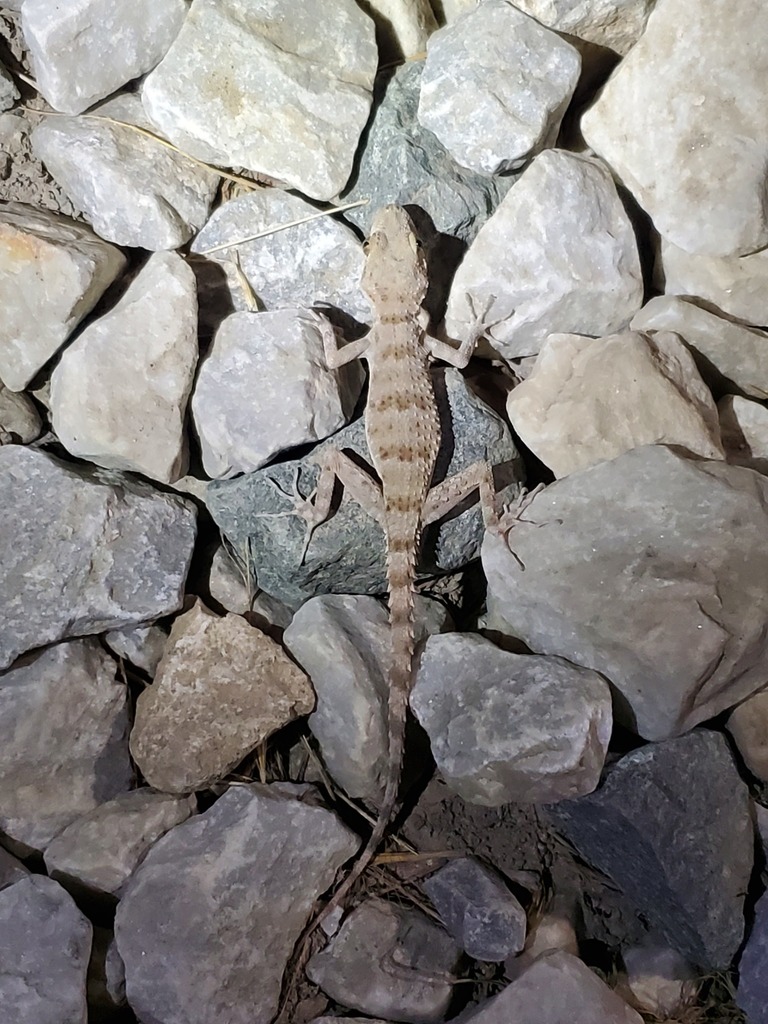 Turkmenian Thin-Toed Gecko