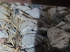 Tenuidactylus turcmenicus