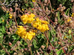 Hermannia prismatocarpa
