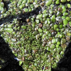 Wolffia brasiliensis