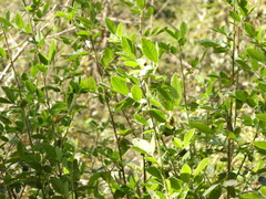 Senna pilifera