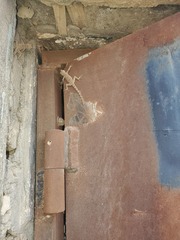 Tenuidactylus turcmenicus