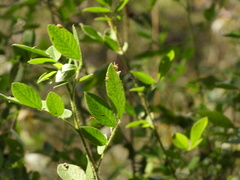 Senna pilifera