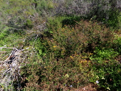 Hermannia prismatocarpa