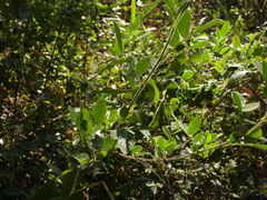 Senna pilifera