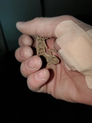 Tenuidactylus turcmenicus