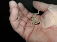 Tenuidactylus turcmenicus