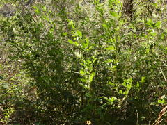Senna pilifera
