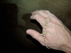 Tenuidactylus turcmenicus