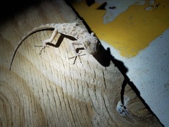 Tenuidactylus turcmenicus