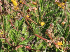 Hermannia prismatocarpa