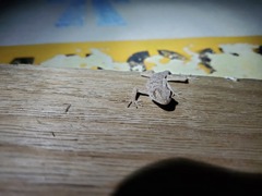 Tenuidactylus turcmenicus