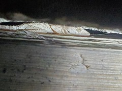 Tenuidactylus turcmenicus