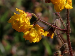 Hermannia prismatocarpa