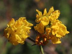 Hermannia prismatocarpa