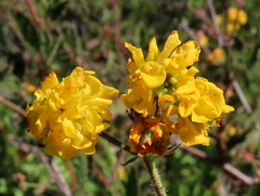 Hermannia prismatocarpa