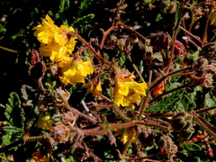 Hermannia prismatocarpa