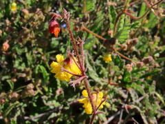 Hermannia prismatocarpa
