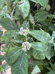 Euphorbia heterophylla
