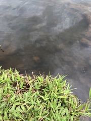 Hypostomus
