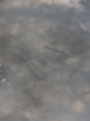 Hypostomus