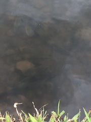 Hypostomus