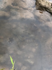 Hypostomus
