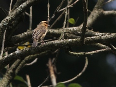 Pachyphantes superciliosus