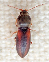 Horistonotus inanus