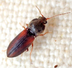 Horistonotus inanus
