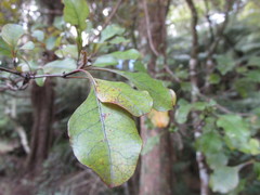 Coprosma arborea