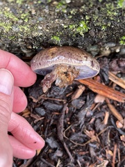 Cortinarius glaucocephalus