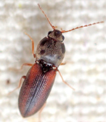 Horistonotus inanus
