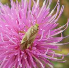 Adelphocoris lineolatus