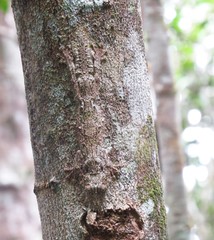 Uroplatus