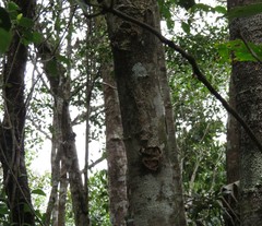 Uroplatus
