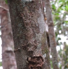 Uroplatus