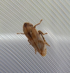 Cicadellidae