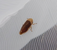 Cicadellidae